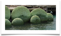 Sea Urchin Sculpture - Wellington waterfront - Richard Nicholls